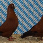 Unsere V-Tiere