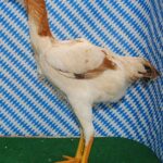 Unsere V-Tiere