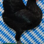 Unsere V-Tiere
