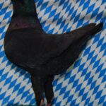 Unsere V-Tiere