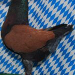 Unsere V-Tiere