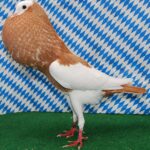 Unsere V-Tiere