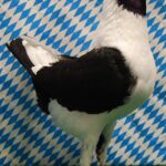 Unsere V-Tiere