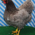 Unsere V-Tiere