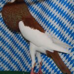Unsere V-Tiere