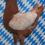 Unsere V-Tiere