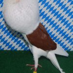 Unsere V-Tiere