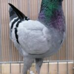 Tiere_10