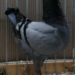 Tiere_12