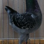 Tiere_13