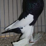 Tiere_1