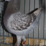 Tiere_24