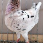 Tiere_26