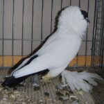 Tiere_27