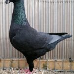 Tiere_33