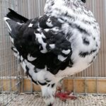 Tiere_35