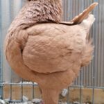 Tiere_36