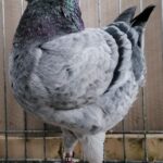 Tiere_37