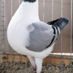 Tiere_3