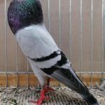 Tiere_41