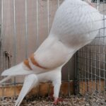 Tiere_43