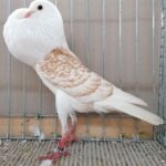 Tiere_44