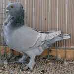 Tiere_46
