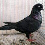 Tiere_49
