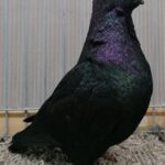 Tiere_50