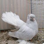 Tiere_53