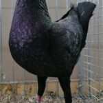 Tiere_6