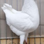 Tiere_7