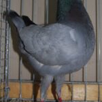 Tiere_8