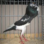 Kropftaubenparade_10