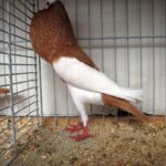 Kropftaubenparade_11