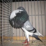 Kropftaubenparade_22