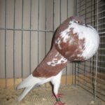 Kropftaubenparade_23