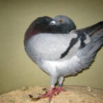 Kropftaubenparade_2