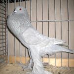 Kropftaubenparade_30