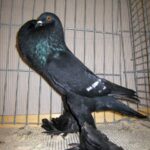 Kropftaubenparade_31