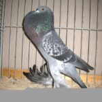 Kropftaubenparade_32