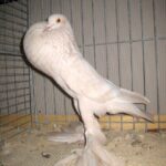 Kropftaubenparade_33