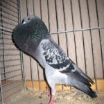 Kropftaubenparade_34