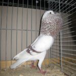 Kropftaubenparade_35