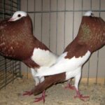 Kropftaubenparade_38