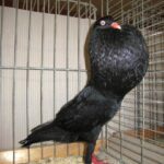 Kropftaubenparade_40