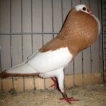 Kropftaubenparade_43