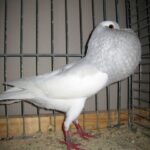 Kropftaubenparade_46