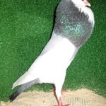 Kropftaubenparade_47