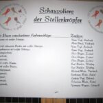 Kropftaubenparade_49